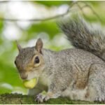 how to keep squirrels out of garden