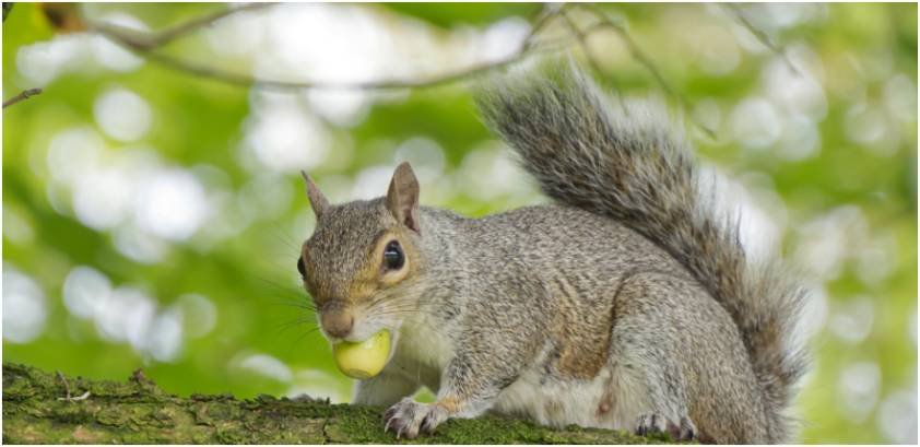 How to Keep Squirrels Out of Garden: What Finally Worked for Me