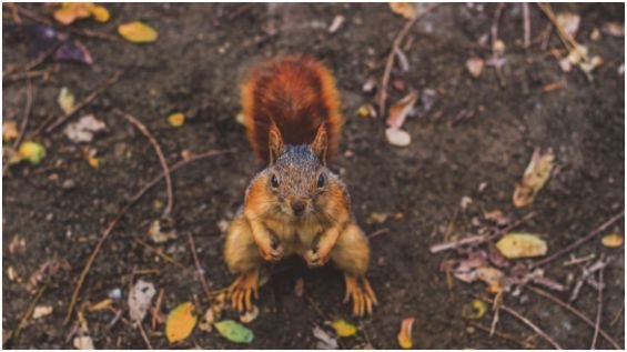 Why Do Squirrels Keep Coming Back to My Garden?