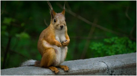 Do Natural Repellents Really Work? 